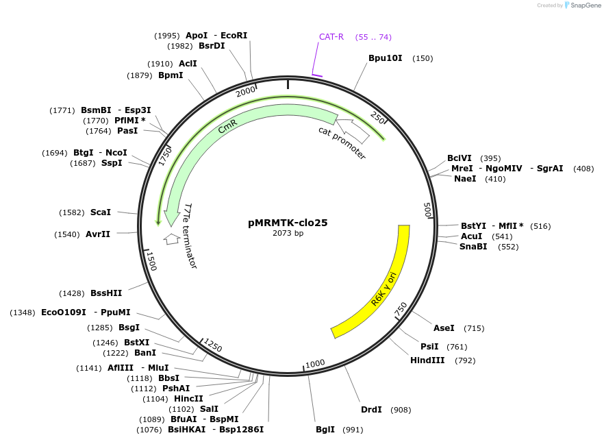 203995-plasmid-map-sequence-id-422544
