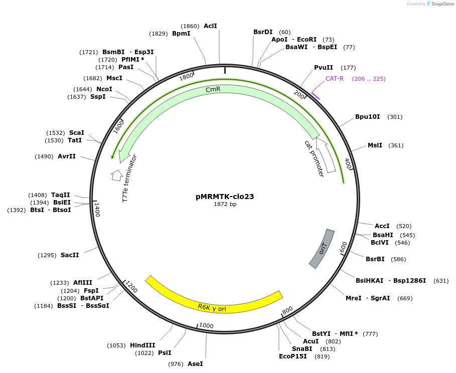 203993-plasmid-map-sequence-id-422546