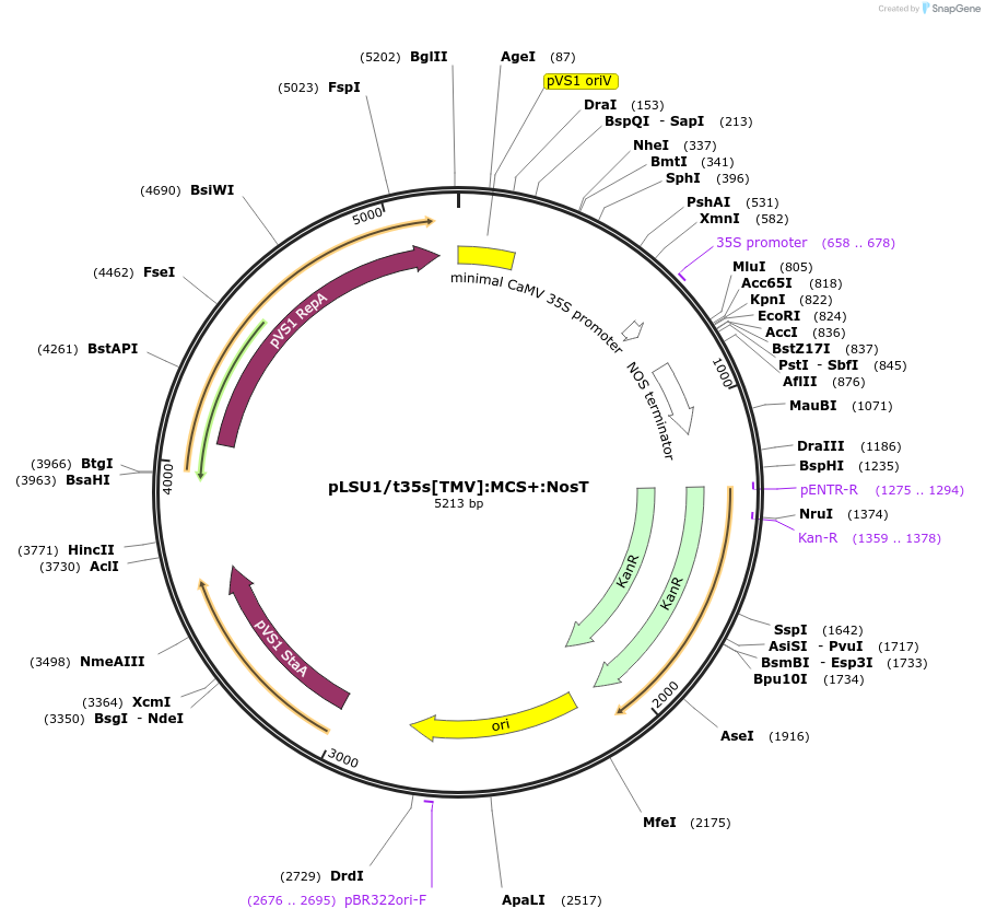 212160-plasmid-map-sequence-id-422551