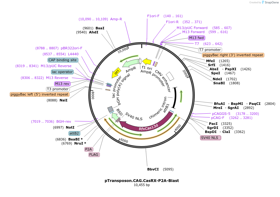 212965-plasmid-map-sequence-id-422557