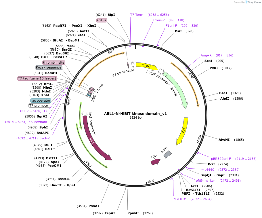 207121-plasmid-map-sequence-id-422565