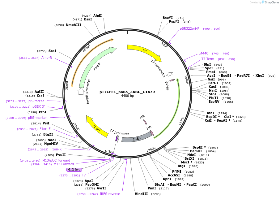 212985-plasmid-map-sequence-id-422575