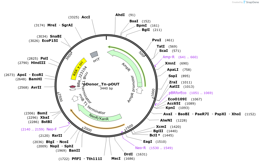 213905-plasmid-map-sequence-id-422620