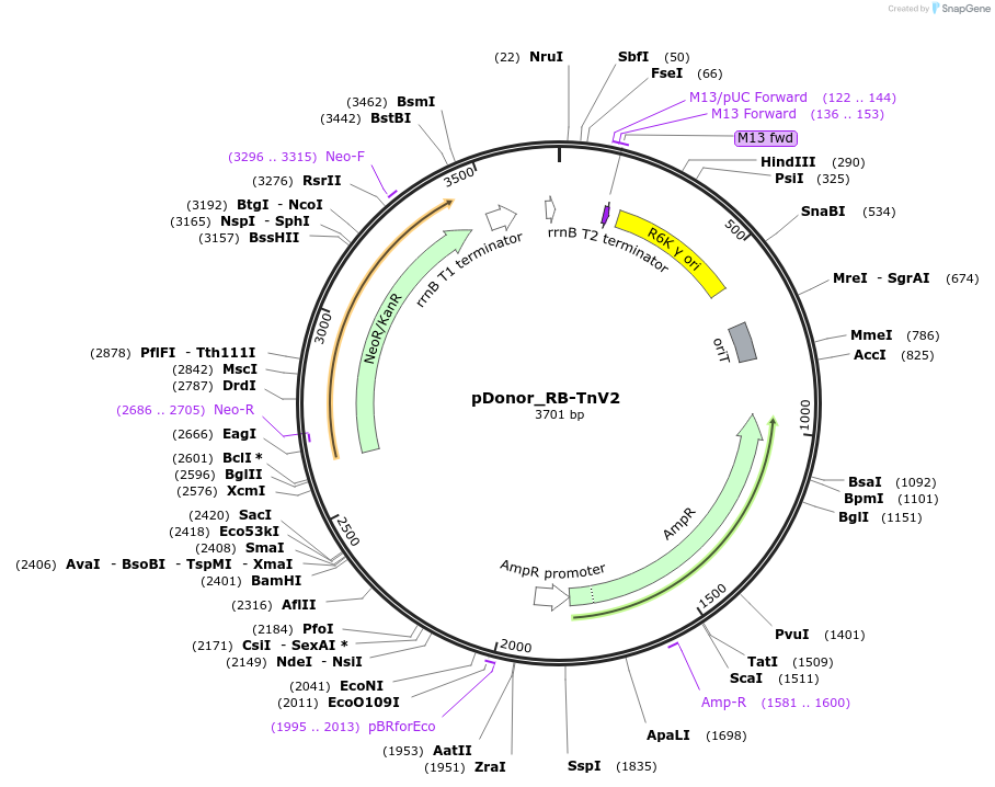213907-plasmid-map-sequence-id-422622