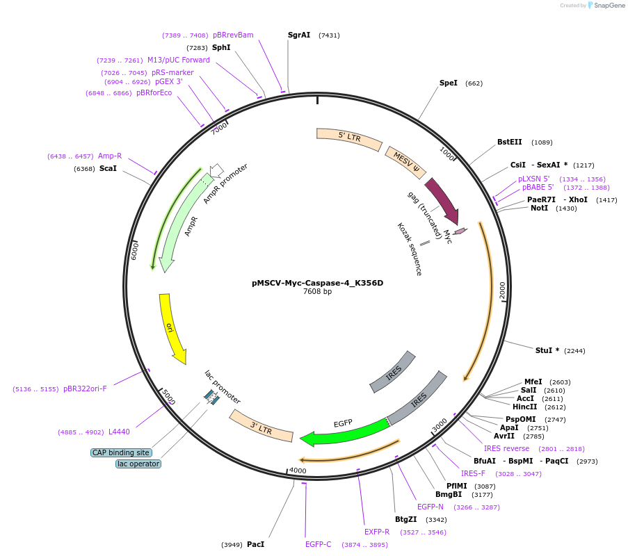 214309-plasmid-map-sequence-id-422628