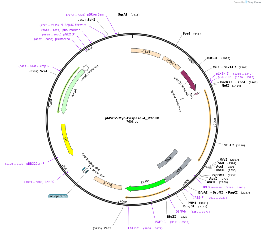 214310-plasmid-map-sequence-id-422635