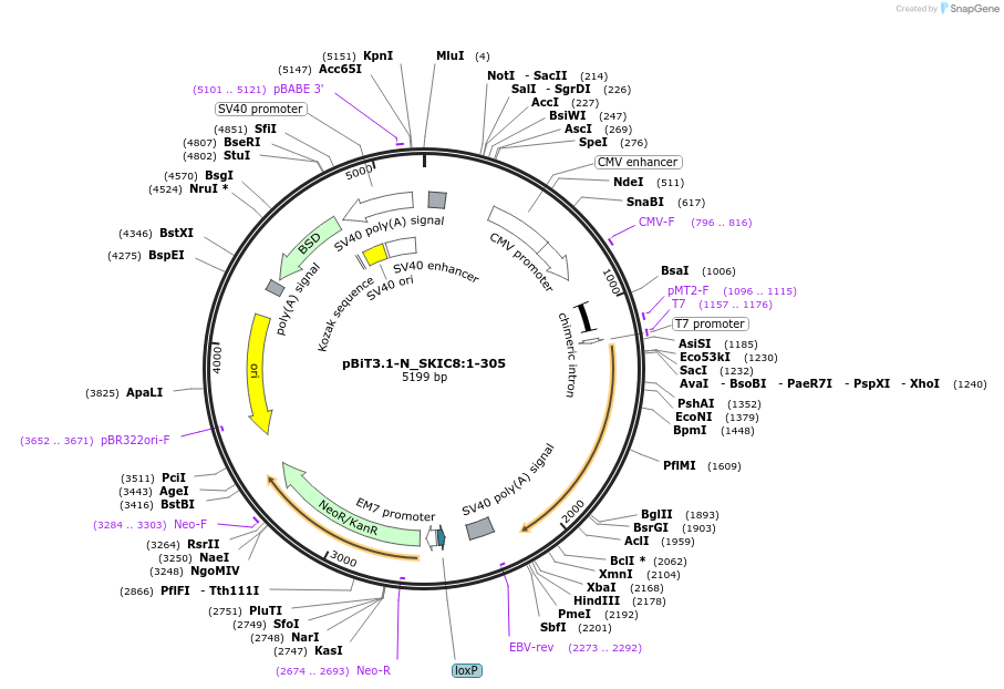 211038-plasmid-map-sequence-id-422636