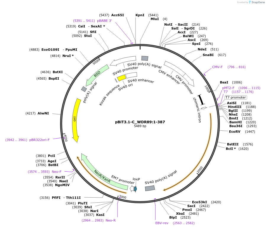 211049-plasmid-map-sequence-id-422639