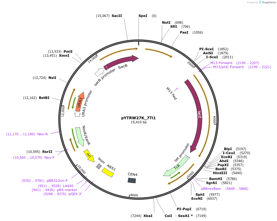 177294-plasmid-map-sequence-id-422641