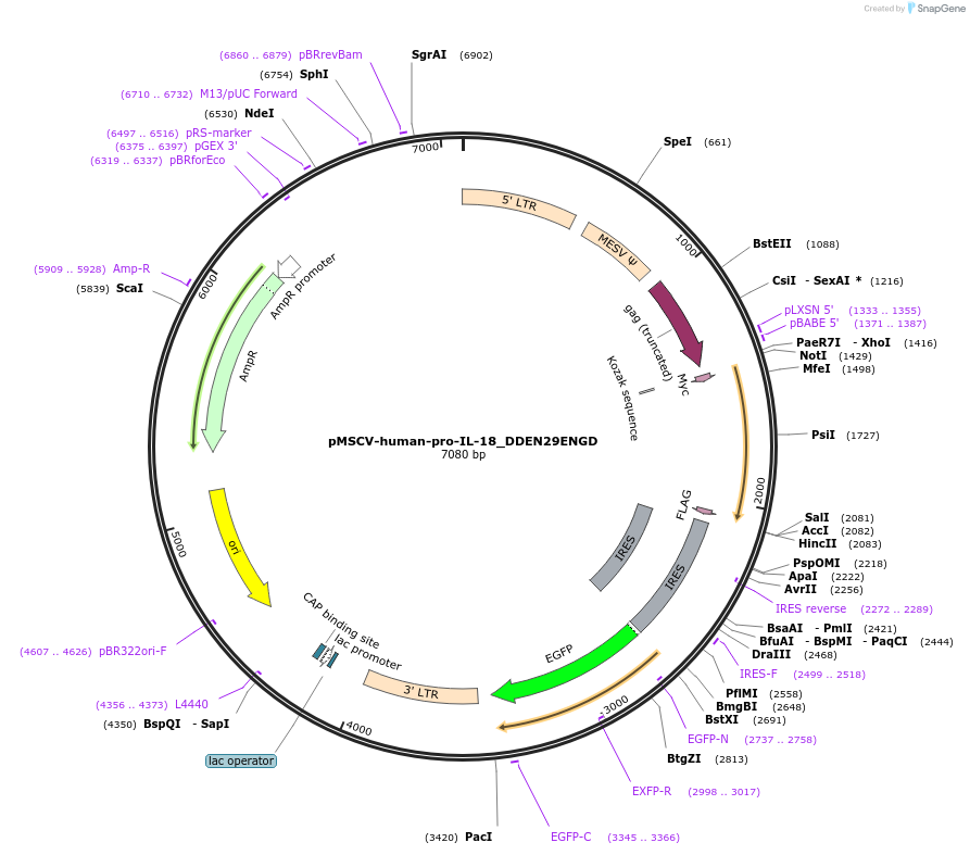 214320-plasmid-map-sequence-id-422642