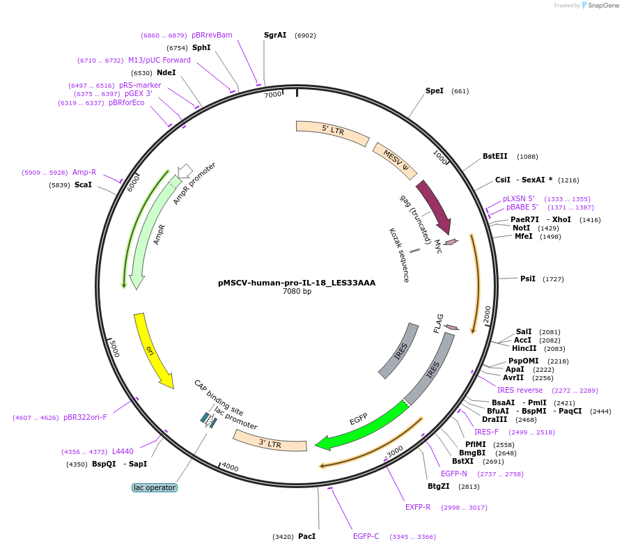 214321-plasmid-map-sequence-id-422643