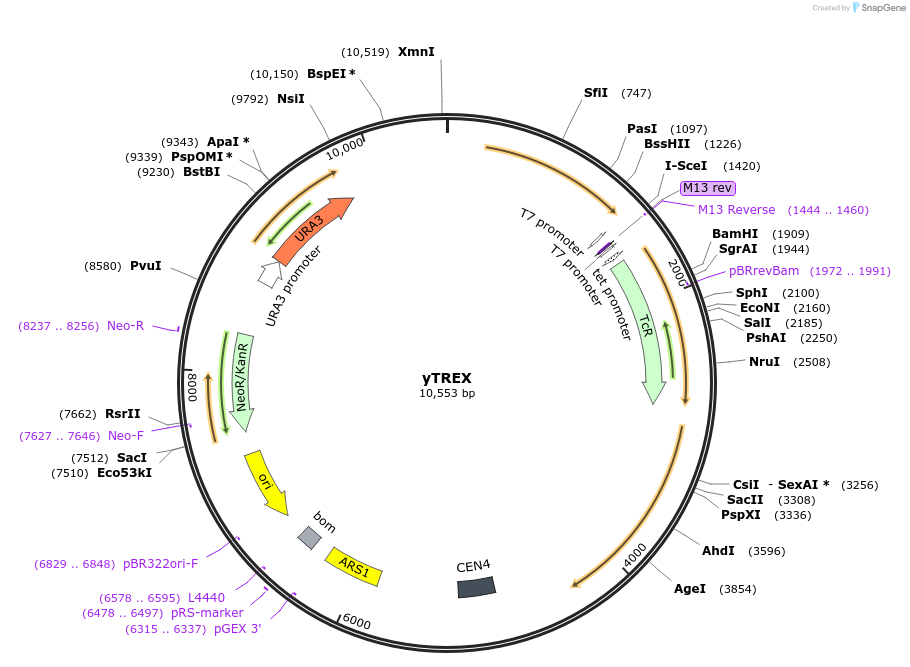 177306-plasmid-map-sequence-id-422645
