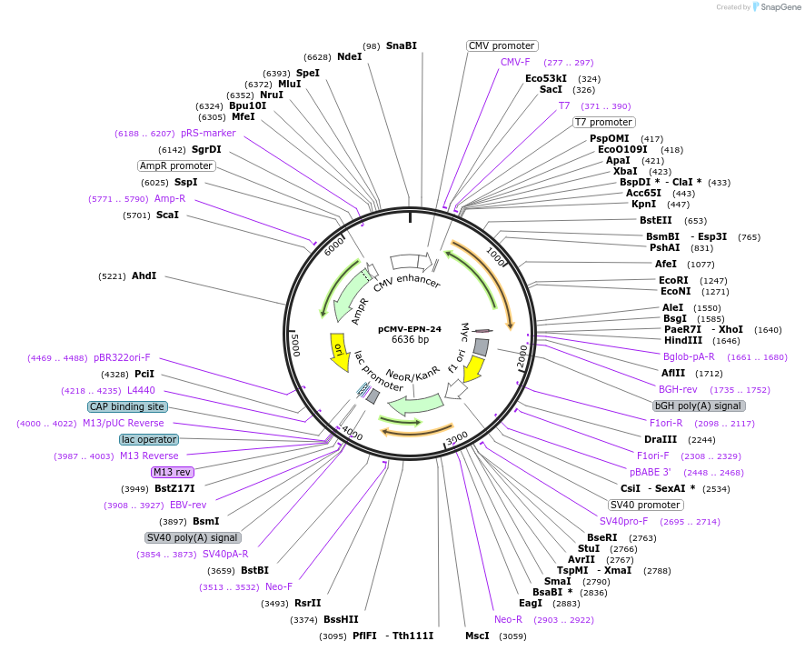 79939-plasmid-map-sequence-id-422659