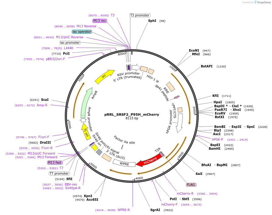 84023-plasmid-map-sequence-id-422663