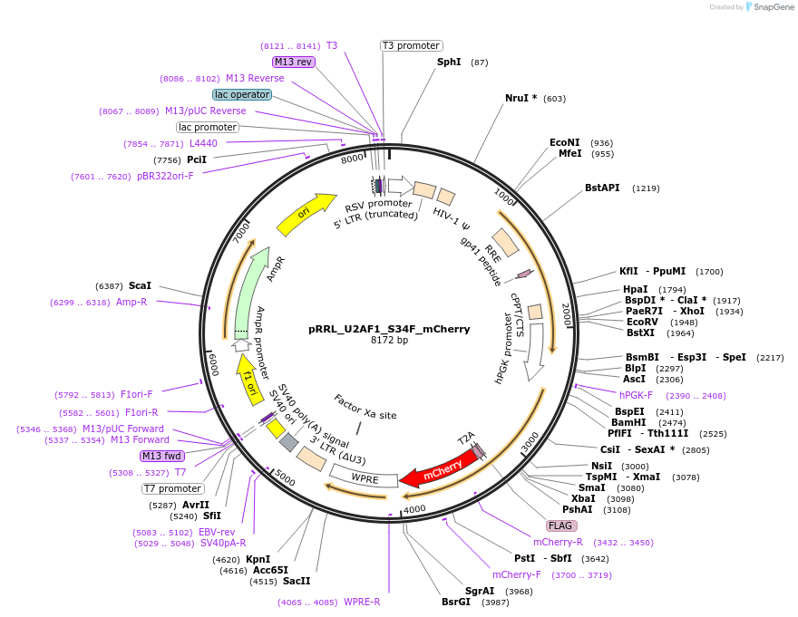 84019-plasmid-map-sequence-id-422664
