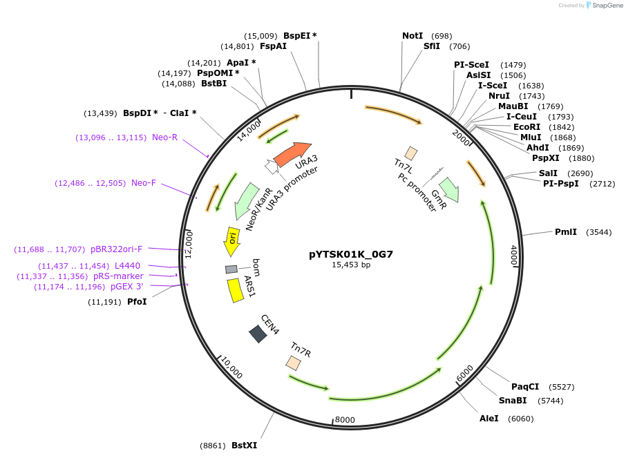 177296-plasmid-map-sequence-id-422678