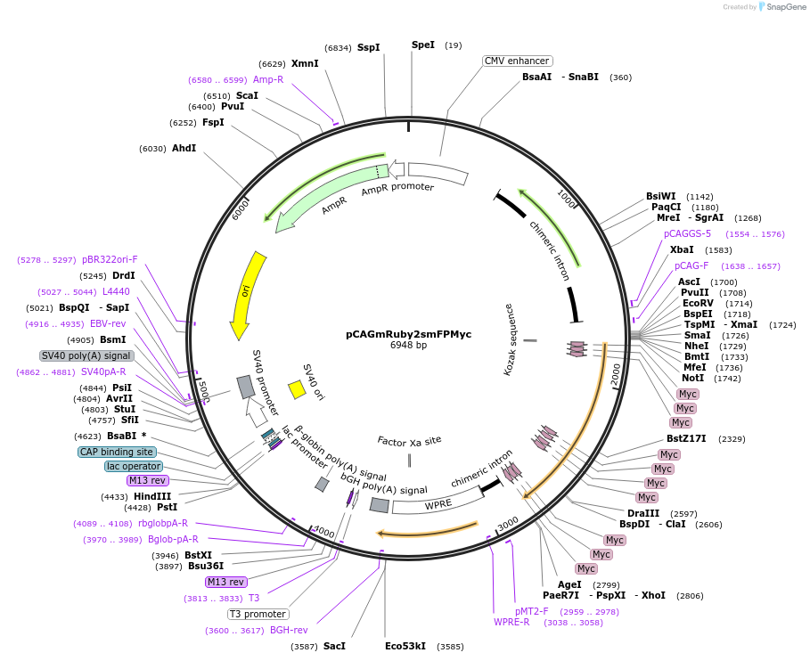 71816-plasmid-map-sequence-id-422684