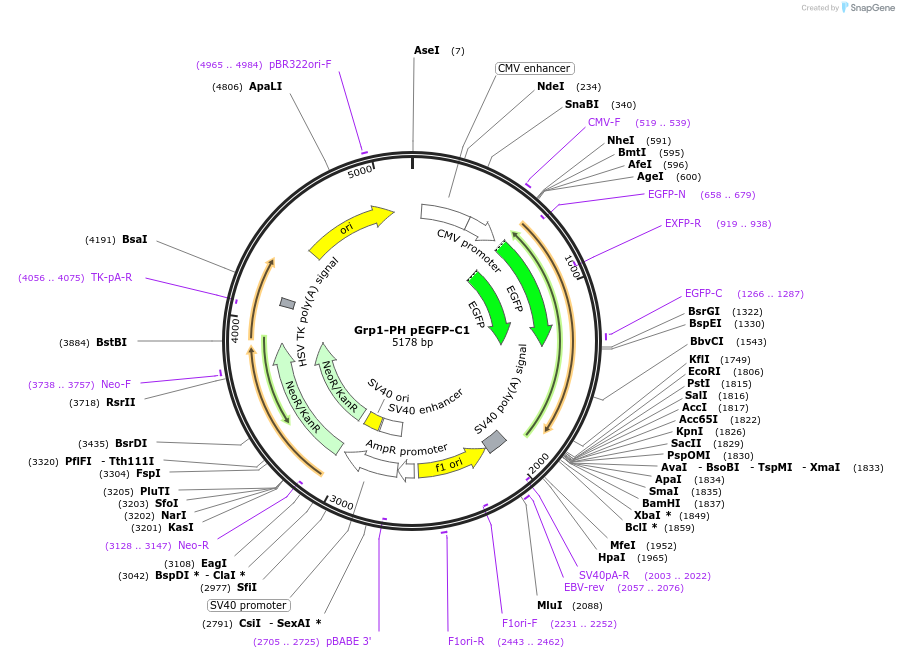 71378-plasmid-map-sequence-id-422685