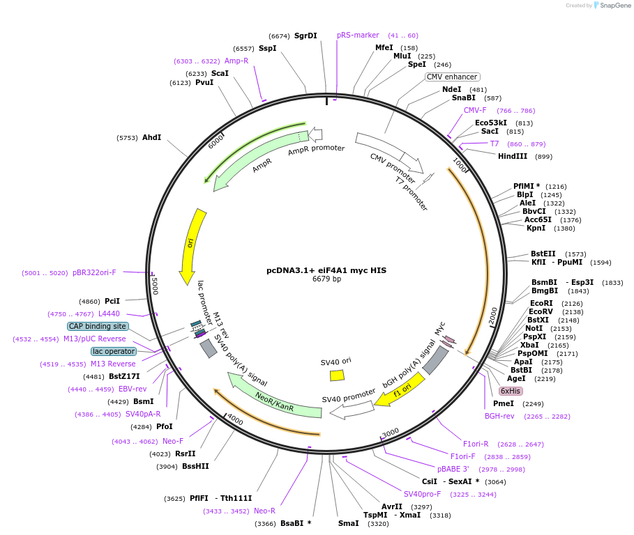71657-plasmid-map-sequence-id-422687