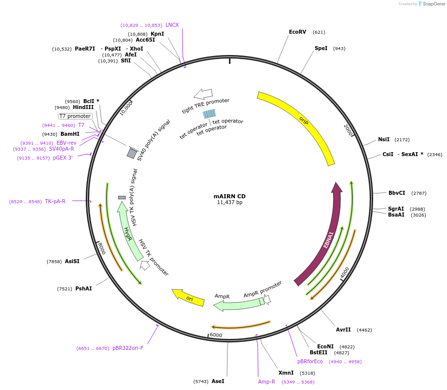 207412-plasmid-map-sequence-id-422689
