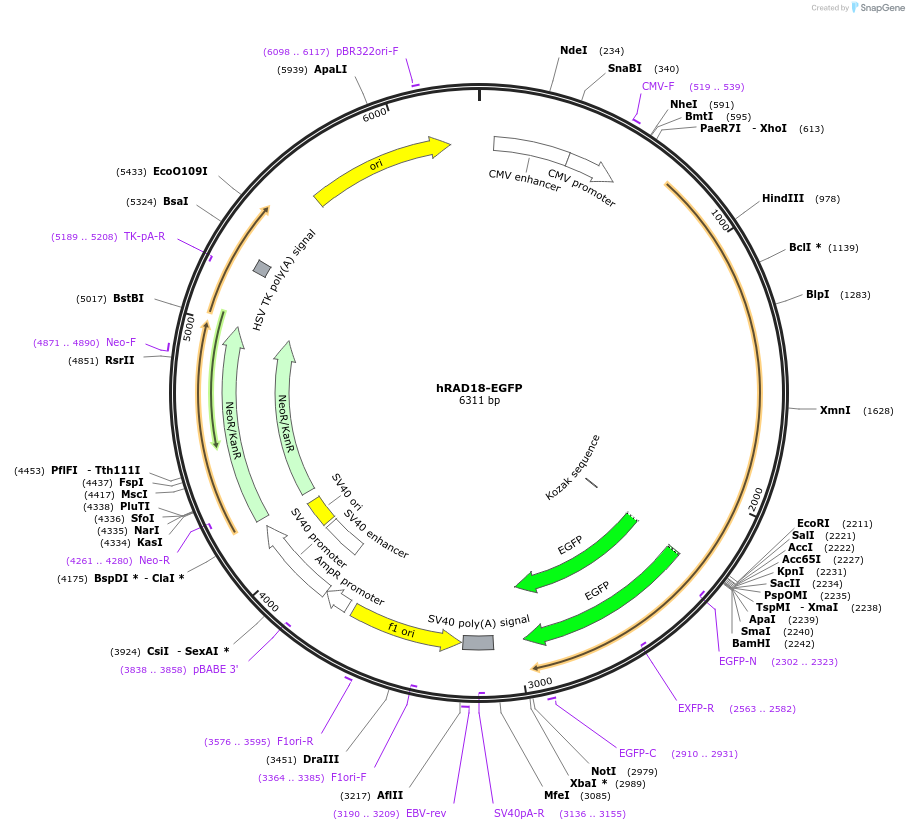 68824-plasmid-map-sequence-id-422693