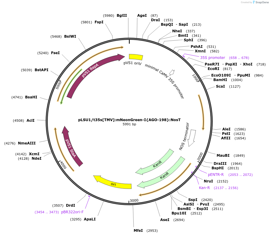212169-plasmid-map-sequence-id-422695