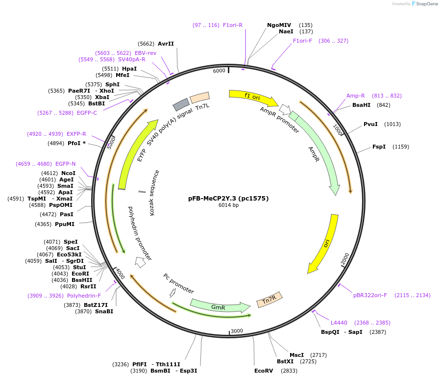 211717-plasmid-map-sequence-id-422697