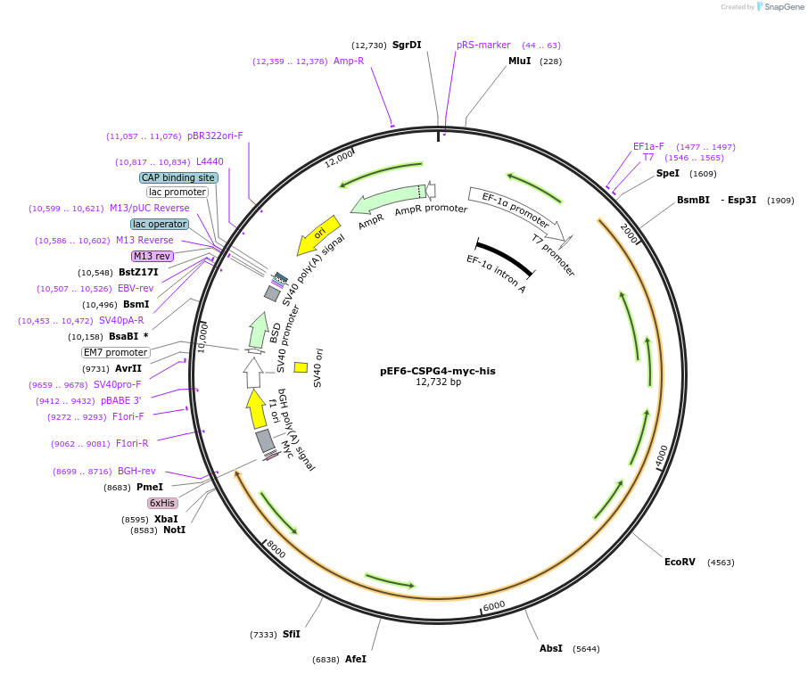 69037-plasmid-map-sequence-id-422698