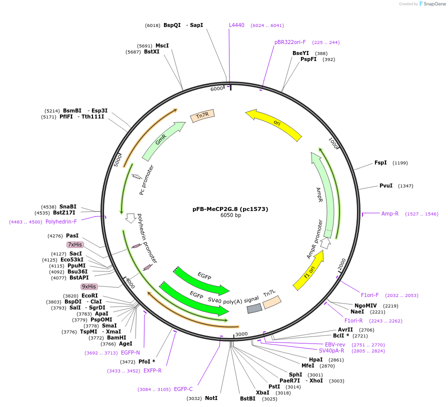 211718-plasmid-map-sequence-id-422713
