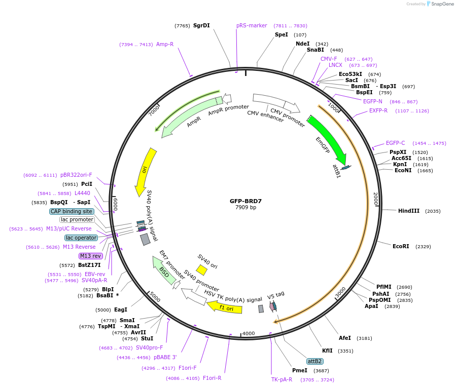 65379-plasmid-map-sequence-id-422714