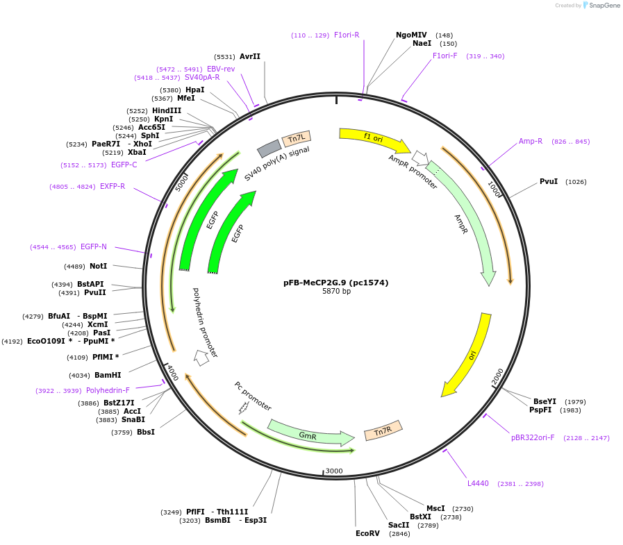 211719-plasmid-map-sequence-id-422715