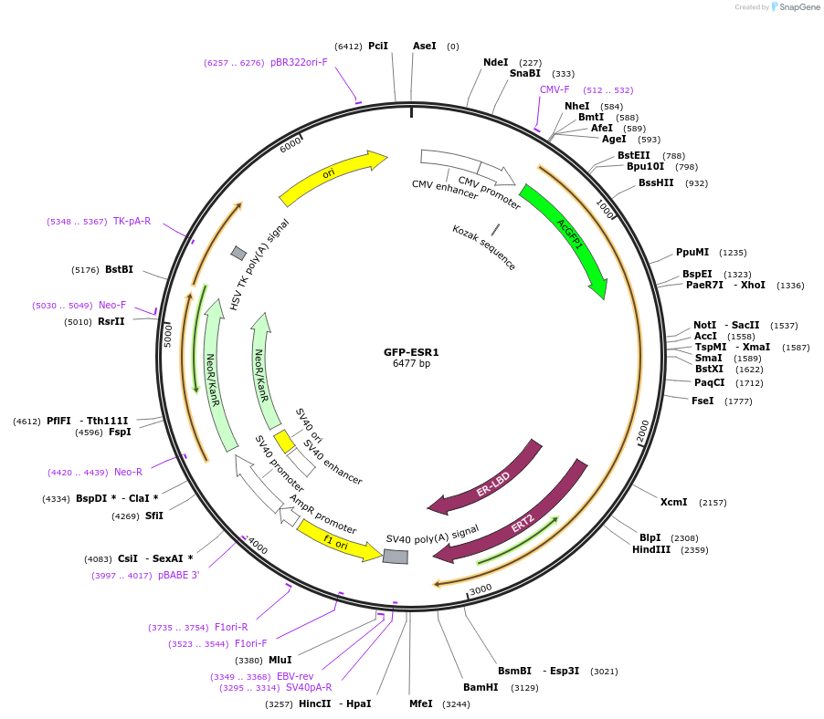 65211-plasmid-map-sequence-id-422716