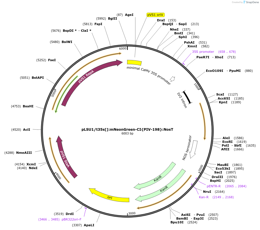 212171-plasmid-map-sequence-id-422717