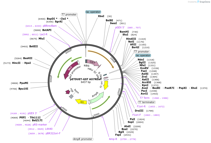 213935-plasmid-map-sequence-id-422719