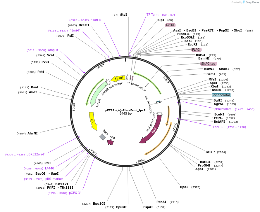 212594-plasmid-map-sequence-id-422731