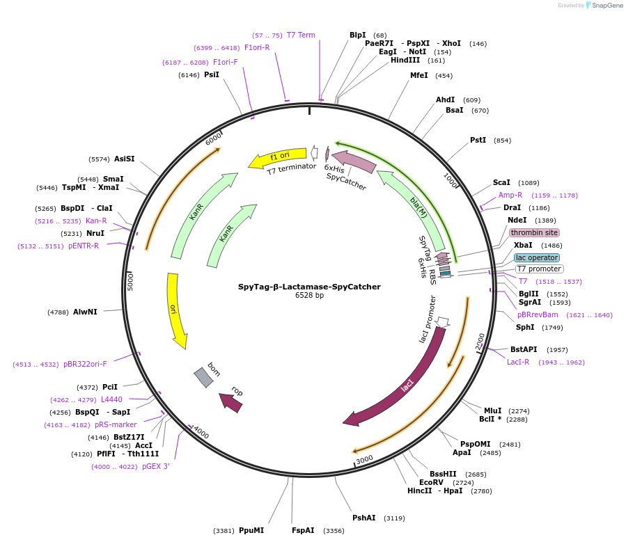 52656-plasmid-map-sequence-id-422741