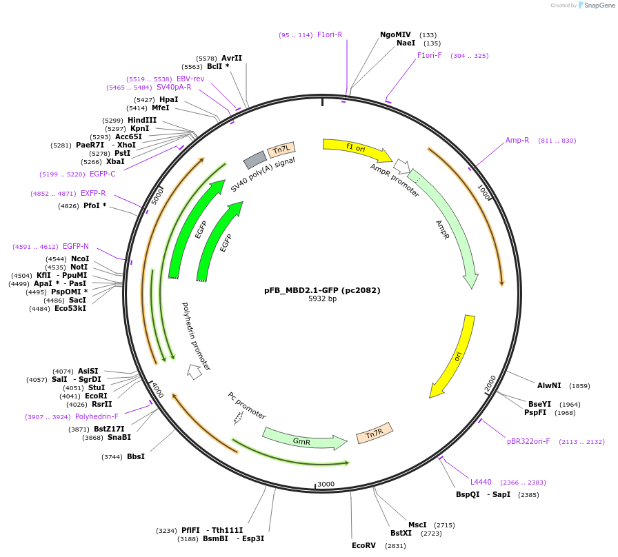 211721-plasmid-map-sequence-id-422743
