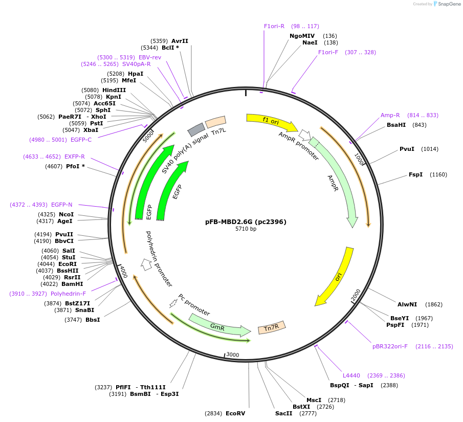 211724-plasmid-map-sequence-id-422746