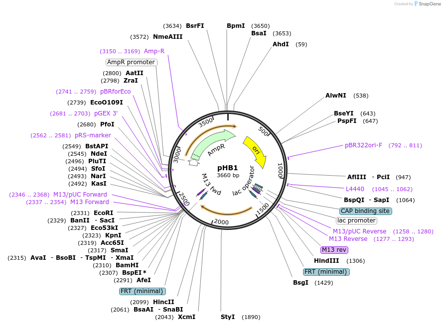 204668-plasmid-map-sequence-id-422775