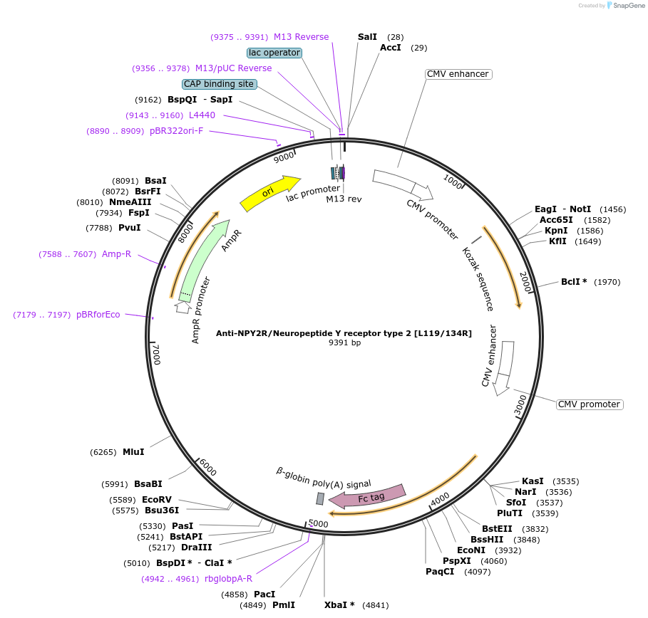 188173-plasmid-map-sequence-id-422776