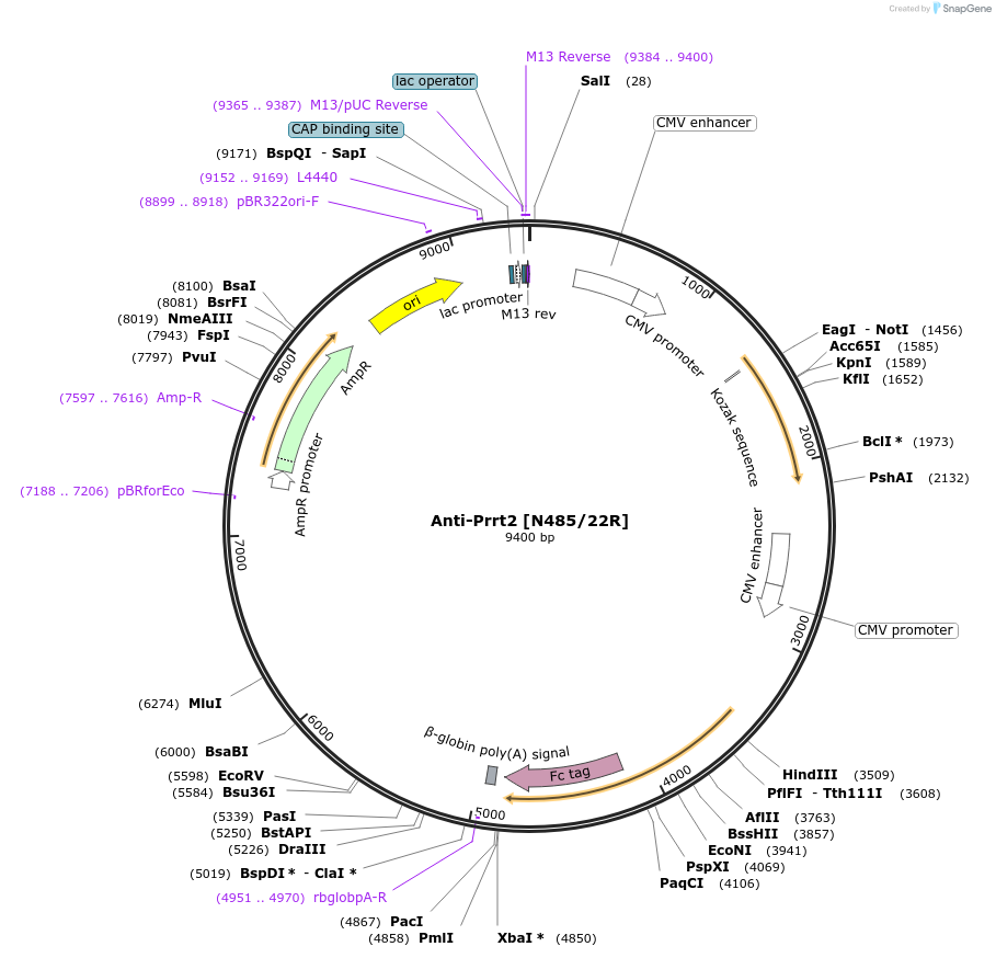 188165-plasmid-map-sequence-id-422782