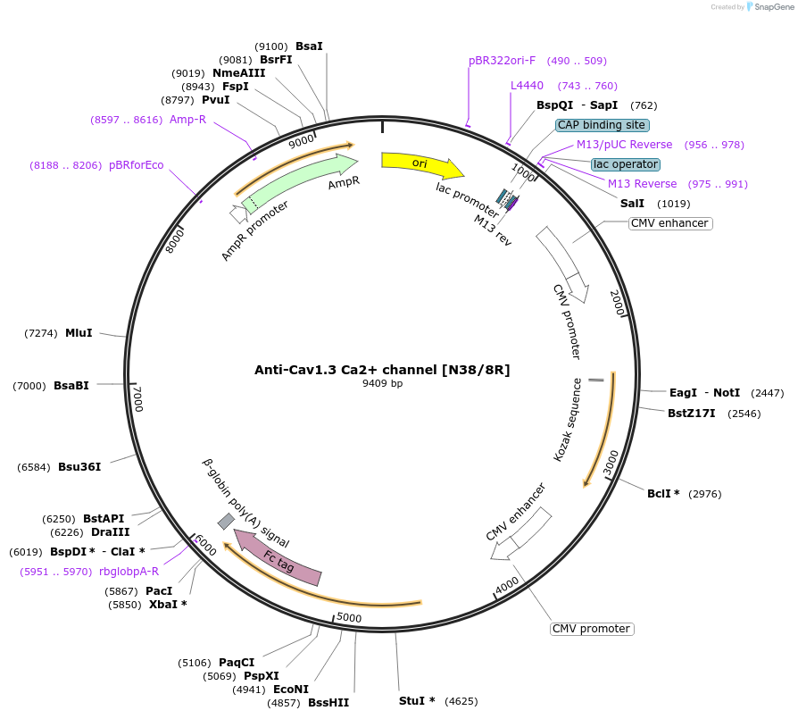 177540-plasmid-map-sequence-id-422789