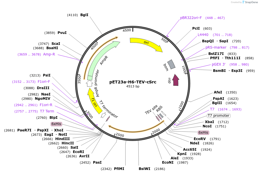 214233-plasmid-map-sequence-id-422793
