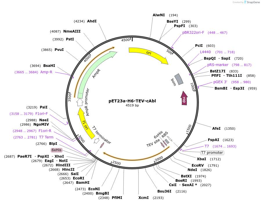 214234-plasmid-map-sequence-id-422815