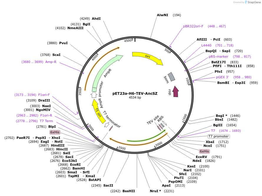 214235-plasmid-map-sequence-id-422817