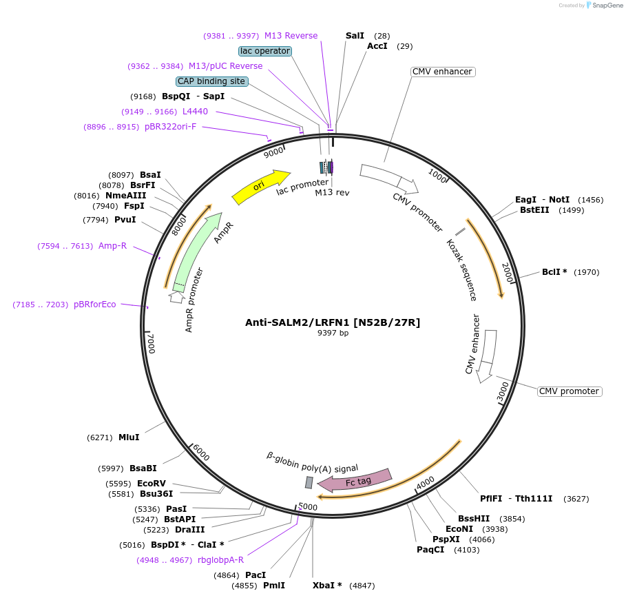 188194-plasmid-map-sequence-id-422820