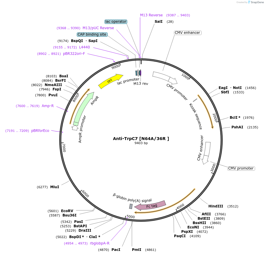 188215-plasmid-map-sequence-id-422823