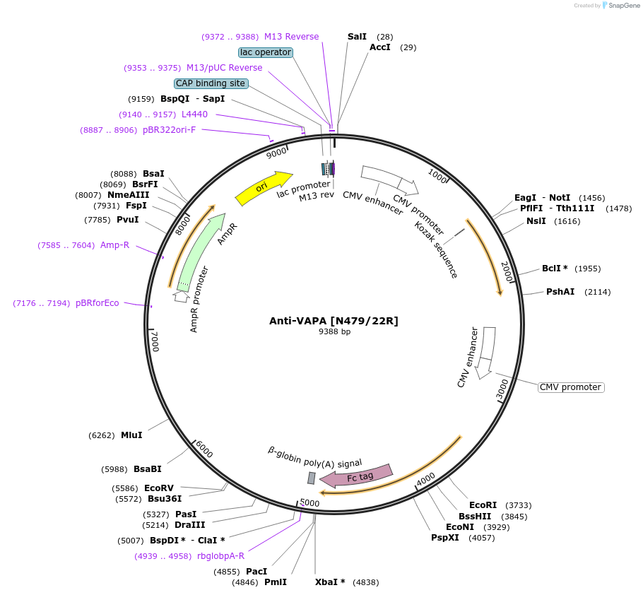 188181-plasmid-map-sequence-id-422835