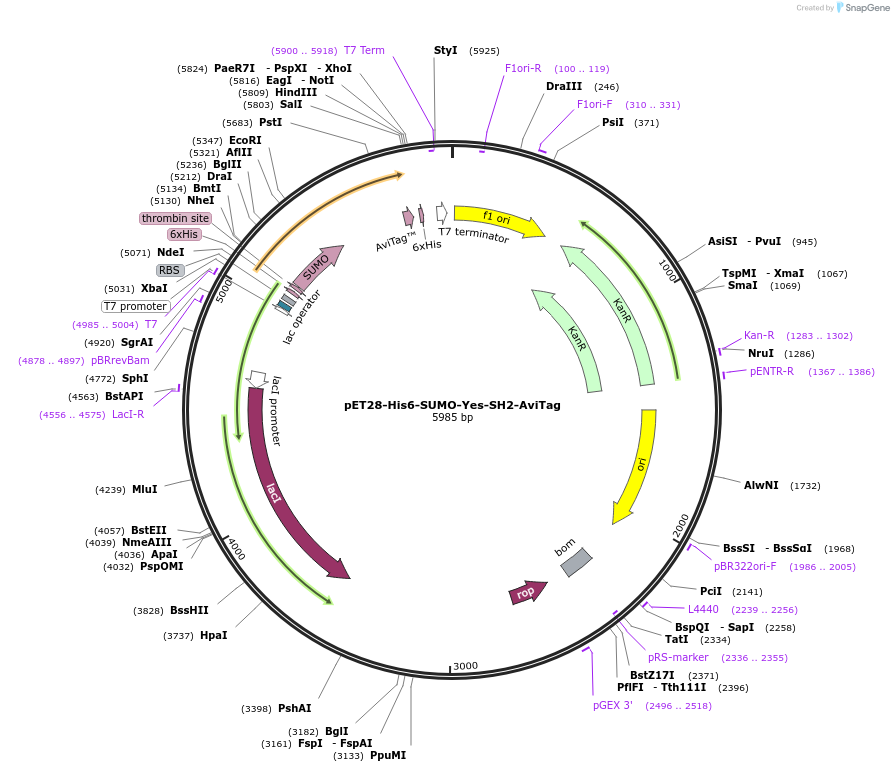 214208-plasmid-map-sequence-id-422836