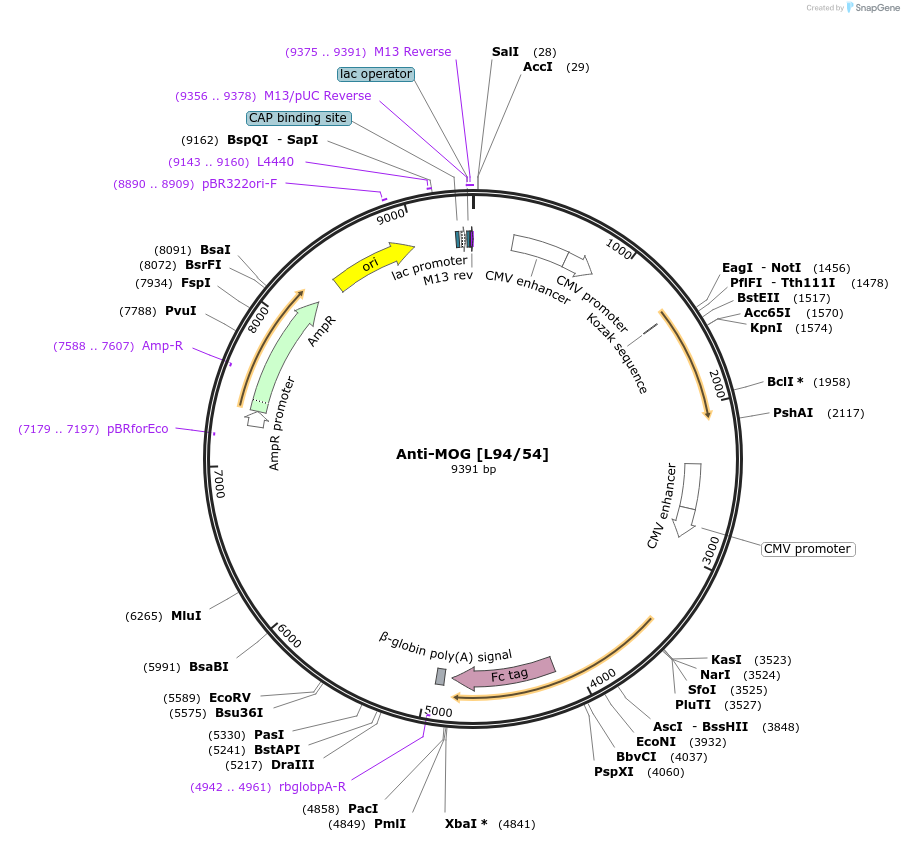 190296-plasmid-map-sequence-id-422837